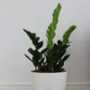 Zz Plants – Image 2