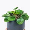 Peperomia Lemon Lime – Image 2
